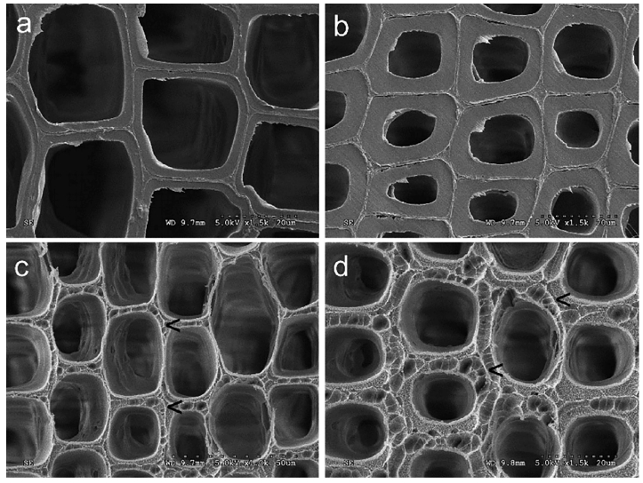 低溫等離子體改性前后的木材早材細(xì)胞壁(a、c)和晚材細(xì)胞壁(b、d)